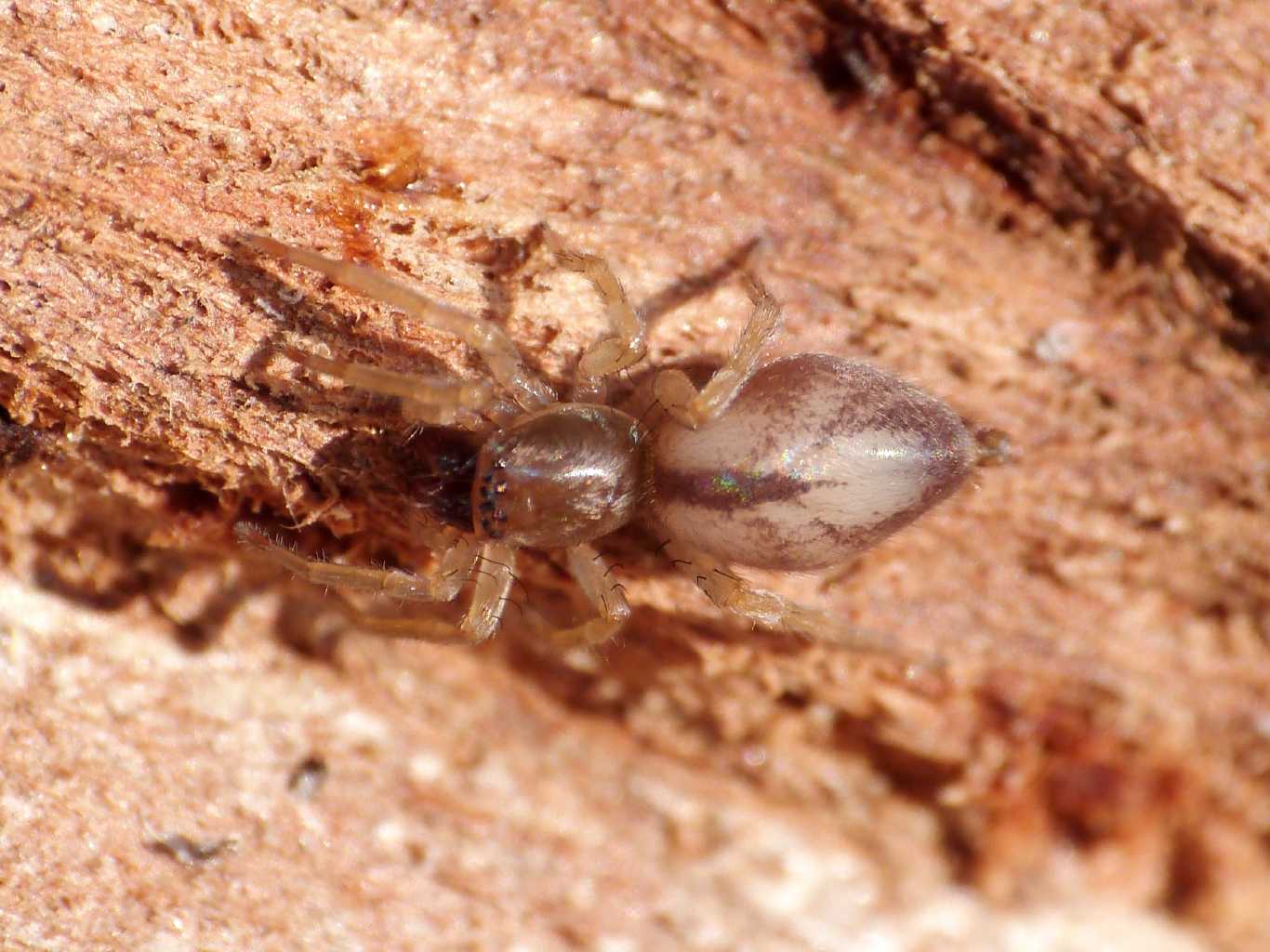 Predazione Scotophaeus su Clubiona - Torrimpietra (RM)